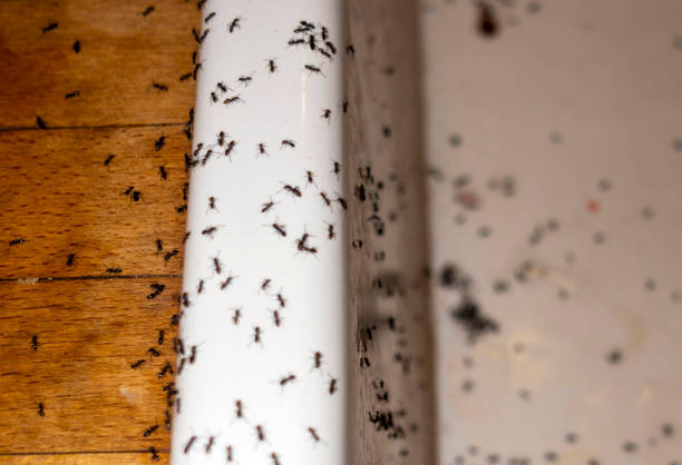 Best Best Pest Control Companies  in Ocean Pines, MD
